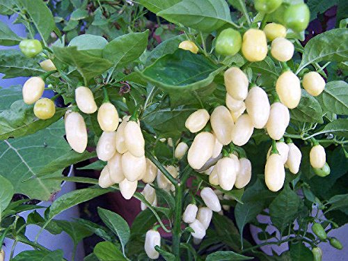 White Habanero Pepper Plant - Two (2) Live Plants - Not Seeds - Each 6 White Habanero Pepper Plant - Two (2) Live Plants - Not Seeds - Each 6