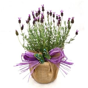A POT OF SCENTED FRENCH LAVENDER -Superb Plant & Flower ...