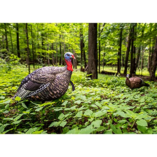 AVIANX LCD Breeder Hen Turkey Decoy Durable Realistic Lifelike Collapsible Standing Hunting