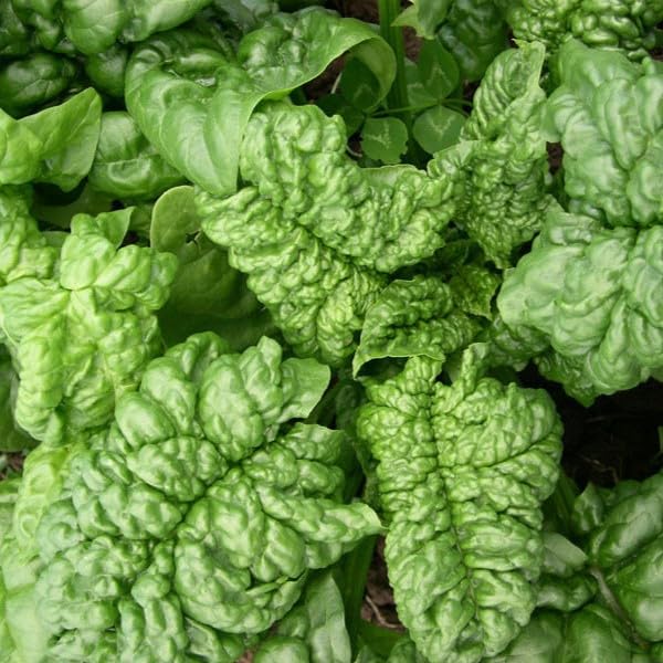 PREMIER SEEDS DIRECT- Spinach - BLOOMSDALE Long Standing - 6 Grams