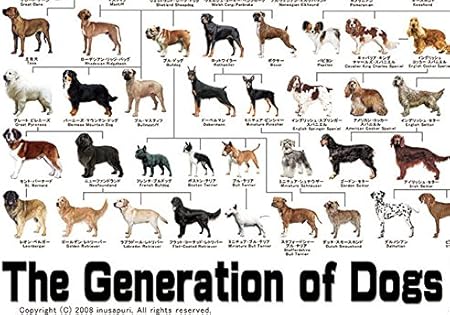 Amazon 犬の系統図 最新版 A1サイズ The Generation Of Dogs アートフレーム ポスター オンライン通販