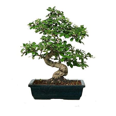 Abana Homes Carmona Bonsai Live Plant - Indoor Bonsai Plant - Best Gift or Home Decor