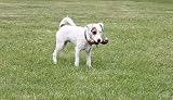 Natural Snacks Favour Natural Large Ham Bone Chew for Dogs view 2