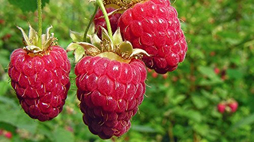 Indigo Herbs Himbeerblatt, loser Kräutertee 50g – Bild 5