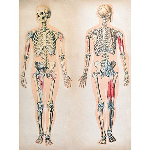 Human Body Anatomy Skeleton Muscles Art Print Canvas Premium Wall Decor Poster