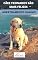 Livro ADESTRAMENTO CANINO