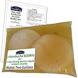 2 Kombucha Kamp Genuine KOMBUCHA CULTURES (2 LG SCOBY + 2 Cup Strong START LIQUID - Makes 2 Gallons)