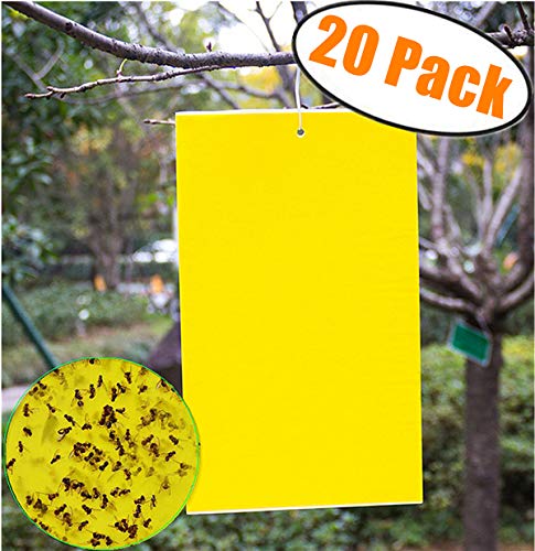 20 Count Dual Yellow Sticky Traps 8 X 6 Inch Set for Flying Plant Insect Like Fungus Gnats