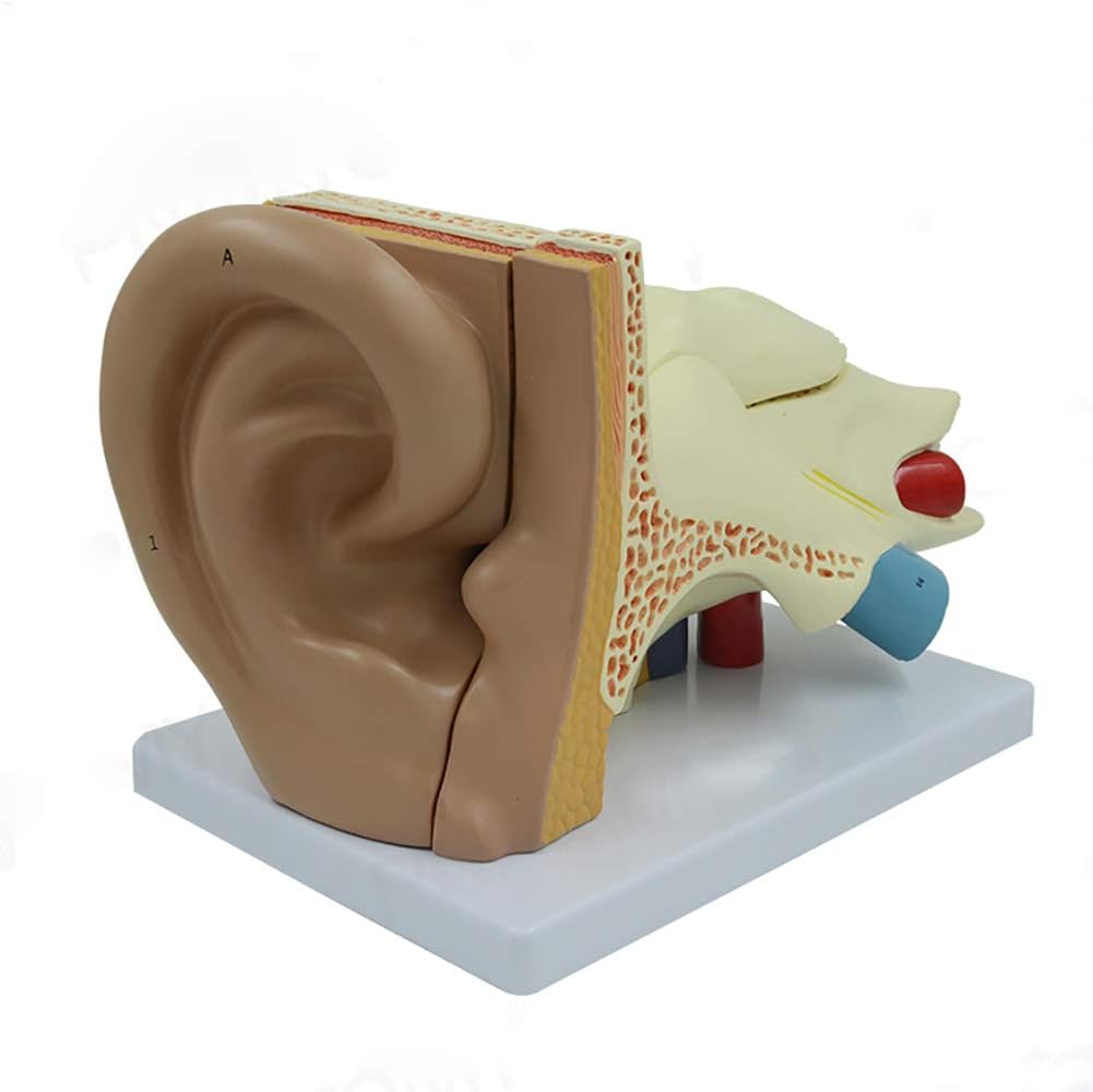 UIOF 3X Human Ear Model Ear Canal Ear outside Middle And Inner Ear for Medical Study Kit