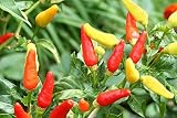 Tabasco Hot Peppers Seeds, 100+ Premium Heirloom Seeds, 90% Germination Rates Hot and Full of Flavor! A Must Have for Your Home Garden!, (Isla's Garden Seeds), Non GMO, Highest Quality Seeds.