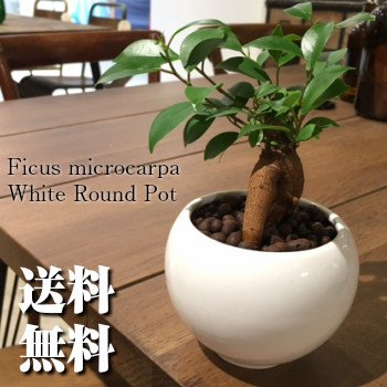 すべての美しい花の画像 75 ガジュマル 植え 替え ハイドロ