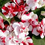 Outsidepride Impatiens Red Flash - 25 Seeds
