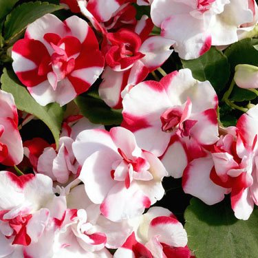 Outsidepride Impatiens Red Flash - 25 Seeds Outsidepride Impatiens Red Flash - 25 Seeds