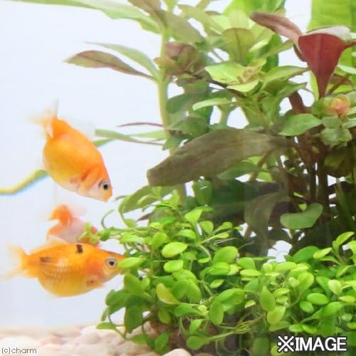 Amazon 金魚 Gex アクア360r まめピンポンフルセット 金魚 インテリア 飼育セット 本州 四国限定 生体 ペット用品 通販