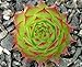 Sunset Hens & Chicks - Sempervivum - Very Hardy - Live Plant - Quart Pot