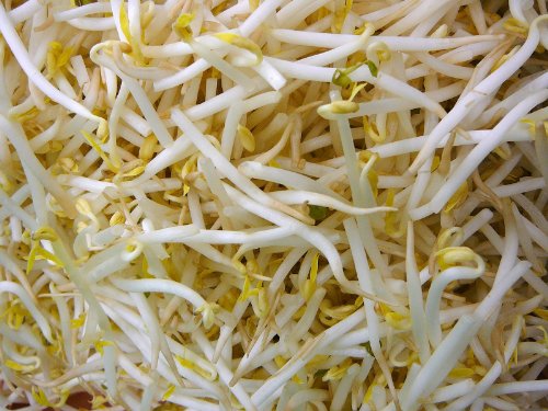 Sprouting Seeds Mung Bean 1 Pound - Todd's Seeds
