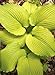 (PHOS)~"DANCING QUEEN" HOSTA~Seeds!!!!~~~~~~Huge Chartruese Leaf!