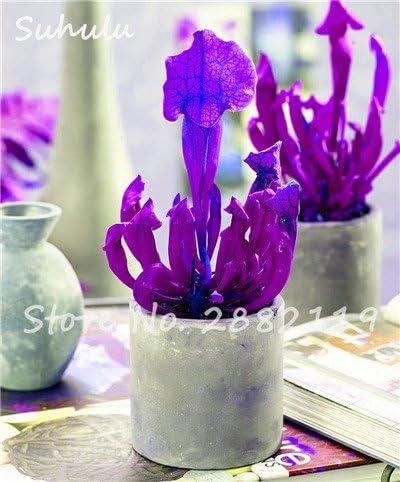 Swansgreen 60 Pcs Perennial Nepenthes Carnivorous Seeds Venus Fly Trap World Hottest Plant Seeds Garden Bonsai Seed Mix Color 1
