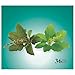 Girnar Green Tea With Tulsi (Basil Leaves) (36 Tea Bag)