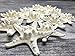 Real Starfish | 12 Real White Knobby Starfish 2