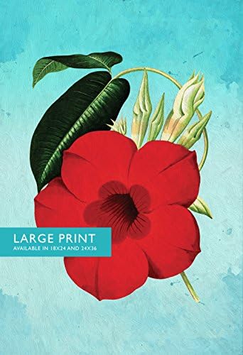 Dipladenia decor Dipladenia art Dipladenia gift botanical print flower decor floral print floral wall decor wall art on Cotton Canvas and Satin Photo Paper