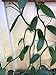 Live Plant, Vanilla Planifolia - 'Vanilla Orchid' - Live Vanilla Bean, Live Plant, Vanilla Planifolia - 'Vanilla Orchid' - Live Vanilla Bean Vine