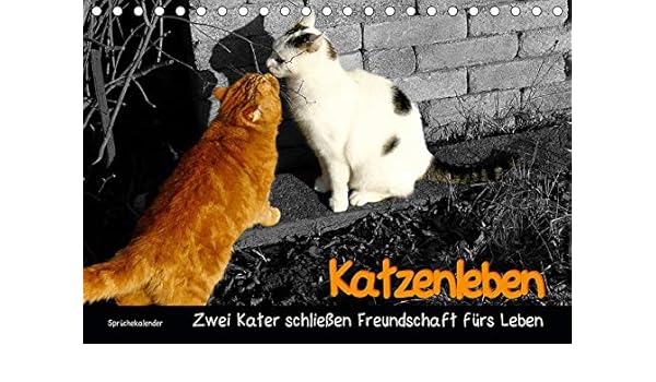 Katzenleben Zwei Kater Schließen Freundschaft Fürs Leben