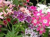 Phlox Twinkle Star Mix Shade Loving / Perennial Flower Seeds