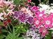 Phlox Twinkle Star Mix Shade Loving / Perennial Flower Seeds