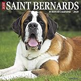 Just Saint Bernards 2020 Wall Calendar (Dog Breed Calendar) by 
