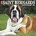 Just Saint Bernards 2020 Wall Calendar (Dog Breed Calendar) by 