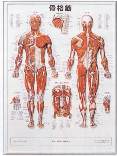 Amazon 3d人体チャート 骨格筋 はり きゅう倶楽部 人体模型