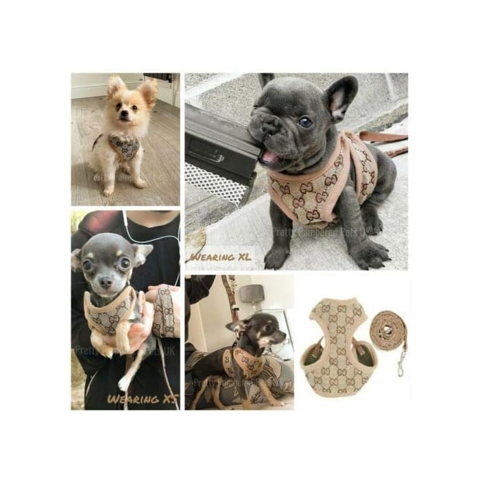 Can Newborn Puppies Wear Collars