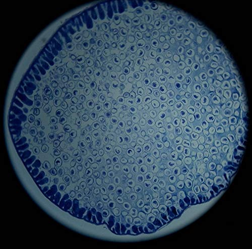 5 Prepared+Apologia+Specifically+Specimens+DIY+SCIENCE