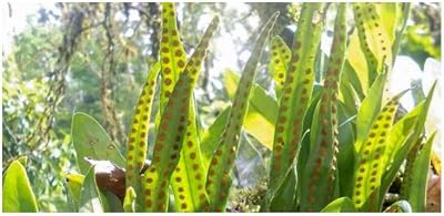 5X Microgramma Lycopodioides Fern Seeds by Seeds & Plants Shop by Ipsa
