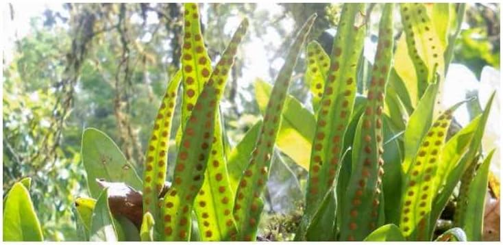 5X Microgramma Lycopodioides Fern Seeds by Seeds & Plants Shop by Ipsa