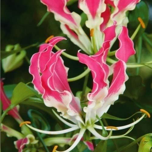 国華園 受賞店 春植え球根 グロリオサ コーラルピンク 国華園からの場合のみ正規品です 3球 発送が株式会社