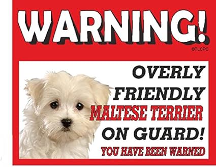 maltese guard dog