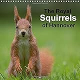 The Royal Squirrels of Hannover 2016: Red Squirrels in the Royal Gardens of Herrenhausen (Hannover) by 