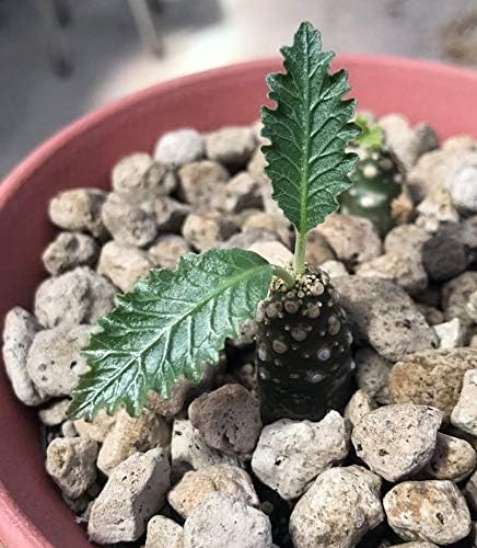 Organic Seeds: Dorstenia horii hybrid04# Haworthia Agave teria Lithops Succu by Farmerly