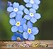 BIG PACK - (10,000) FRENCH FORGET ME NOT, Myosotis sylvatica Flower Seeds - PERENNIAL ZONE 3 - 9 By MySeeds.Co (BIG PACK French BLUE)
