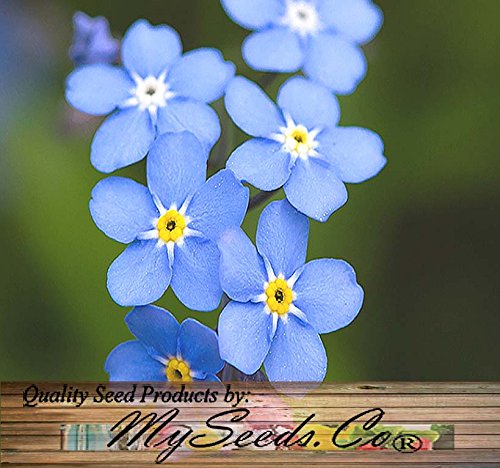 BIG PACK - (10,000) FRENCH FORGET ME NOT, Myosotis sylvatica Flower Seeds - PERENNIAL ZONE 3 - 9 By MySeeds.Co (BIG PACK French BLUE)
