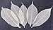 CoolPrice Skeleton Natural Dried Rubber Leaves Artificial Leaves Craft Card Scrapbook Diy Handmade Embellishment For Decoration Art 100 Pcs.