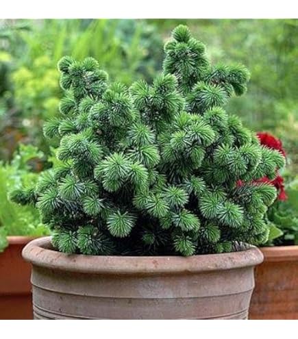 五葉松（Pinus parviflora）-3個 Pinus Parviflora Bonsai – Bonsai Japan