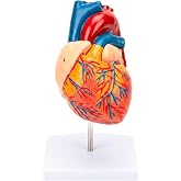 LMFQP Human Heart Model 1:1 Life Size 2-Part Detachable Anatomy Study Tool | Replacement for anatomical study Features 34 numbered parts with magnetic base for clear visual learning in science classes