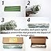GP Natural Beeswax Honey Eco Green Color Candles in Gift Box (Natural Cotton Wicks, Dripless, Smokeless, 8 Inches (20 cm) 30pcs)
