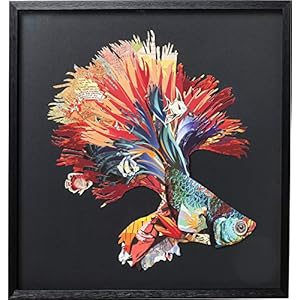 Kare Design Bild Frame Art Betta Fish Colore Right, Quadratisches Bild mit Bilderrahmen in der Farbe Schwarz, Fisch…