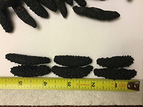 16oz-Dried Wild Sea Cucumber,å²©åˆºå‚,Holothuria Mammata, Grade AAAA (mix size) 1LB