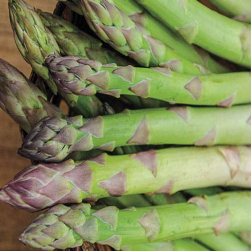 Jersey Supreme Asparagus Plants Crowns Roots Bare Root 25 Ea All Male by Grower's Solution