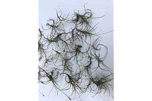 Germination Seeds: Spanish Moss Air Systems (Pack of 20) : Package Contains Seeds